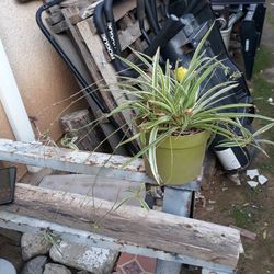 plant with pot 