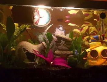 Free  20 Gallon Fish Tank, Decorations, Filter, Light, Sucker Fish, Snails, New Gravel  Vacuum. 