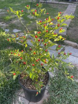 CHILTEPIN Plants For Sale ! ! !