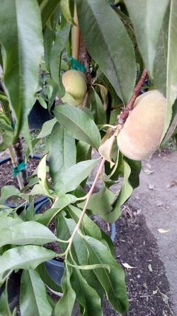 🍑Peach Tree (Galaxy)Durazno