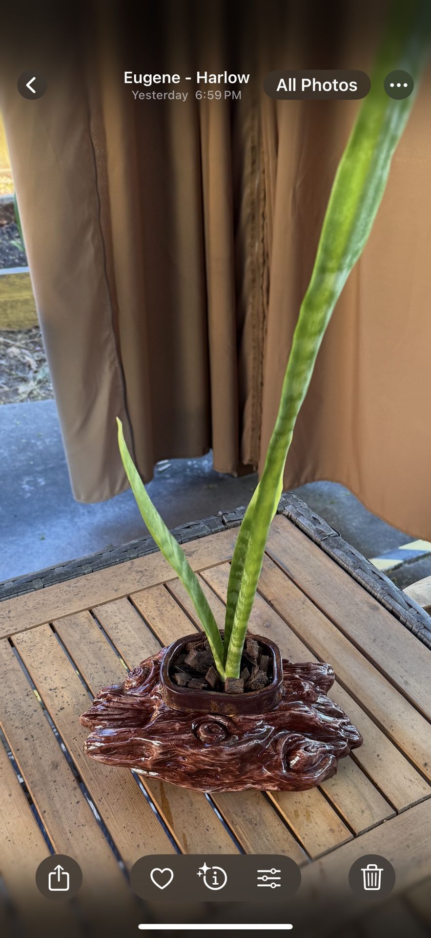 Pottery Log With Snake Plant
