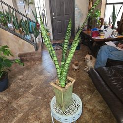 2ft 7in Tall Sansevieria Snake Plant In Ceramic Pot With Stones 