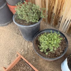 Thyme Herb