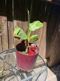 Banana Tree