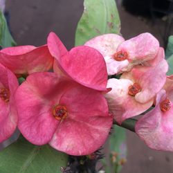 Corona De Cristo Corona Morada