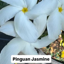 🤍 Pinguan Jasmine