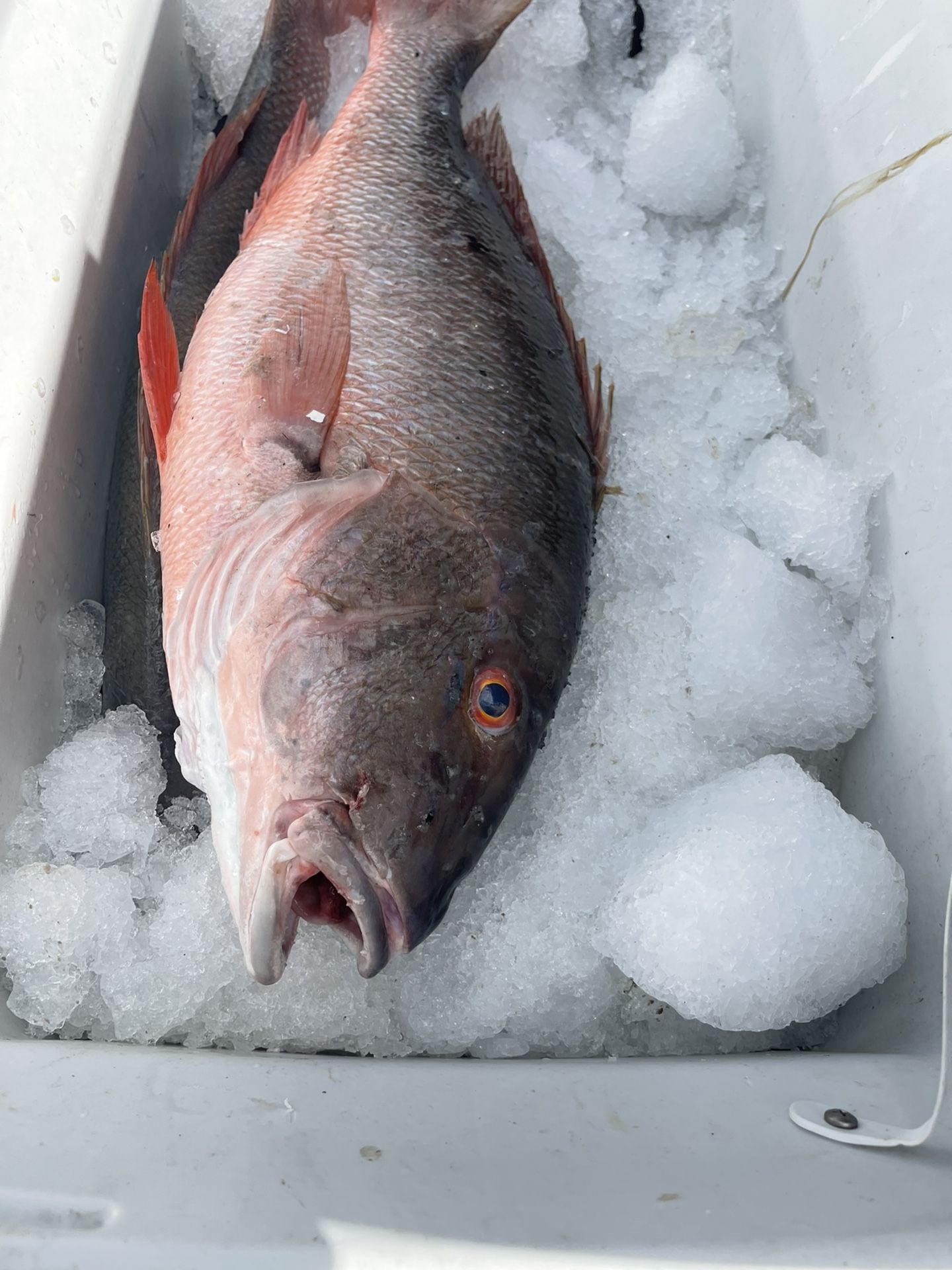 PARGO CERRADO FRESCO