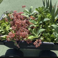 Wagon FULL of SUCCULENTS 🪴