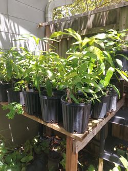 Fruit Tree Seedlings 
