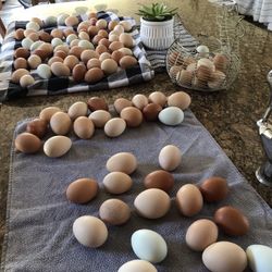 Organic farm fresh eggs $5 dozen