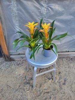 Bromeliad Plant 5" Nursery Pot $3 each