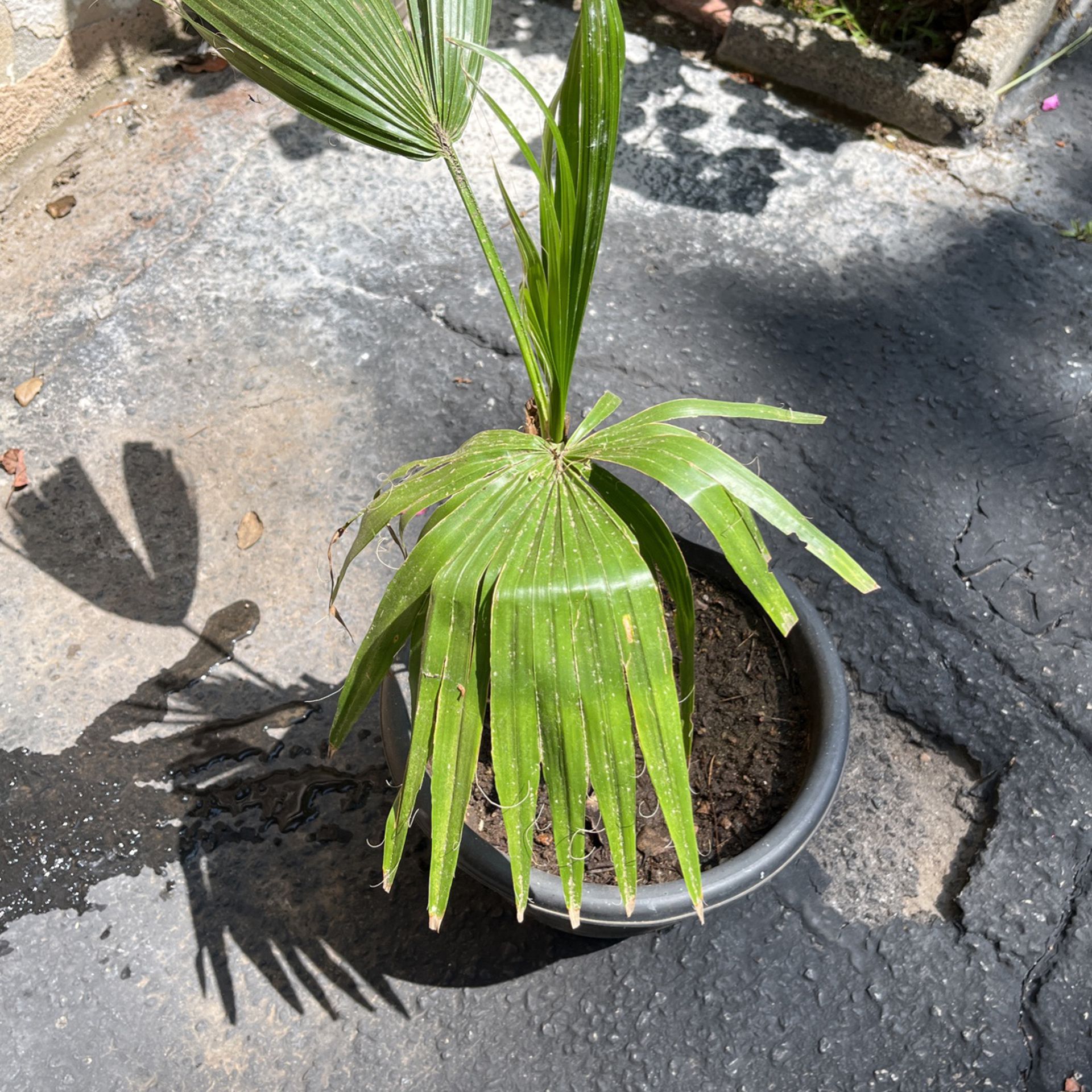 Palm Tree In Pot Decorative Green Plant 