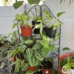 Plants for sale 10 each