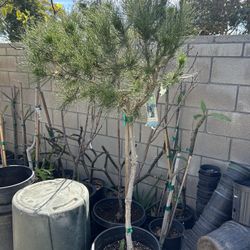 Afghan Pine Tree