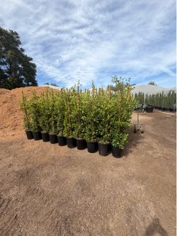 Indian Laurel ficus 15 gal 6 feet