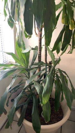 House Plant