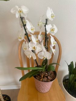 Orquidea