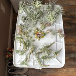 50 Air Plants All Sizes Large To Small 