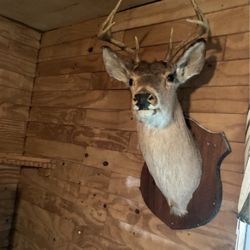 8 Point Deer Head Mount 