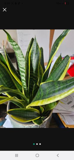 Plants