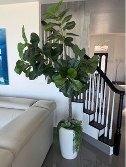 plant