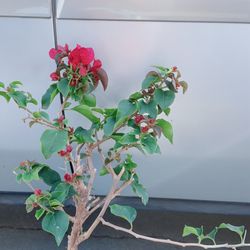 La Jolla Bougainvillea Bonsai 