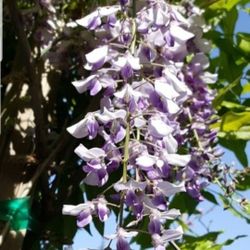 Wisteria Seedling Plant