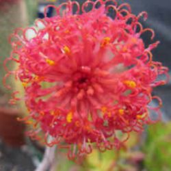 Pickle Plant Cactus (Senecio stapeliiformis)