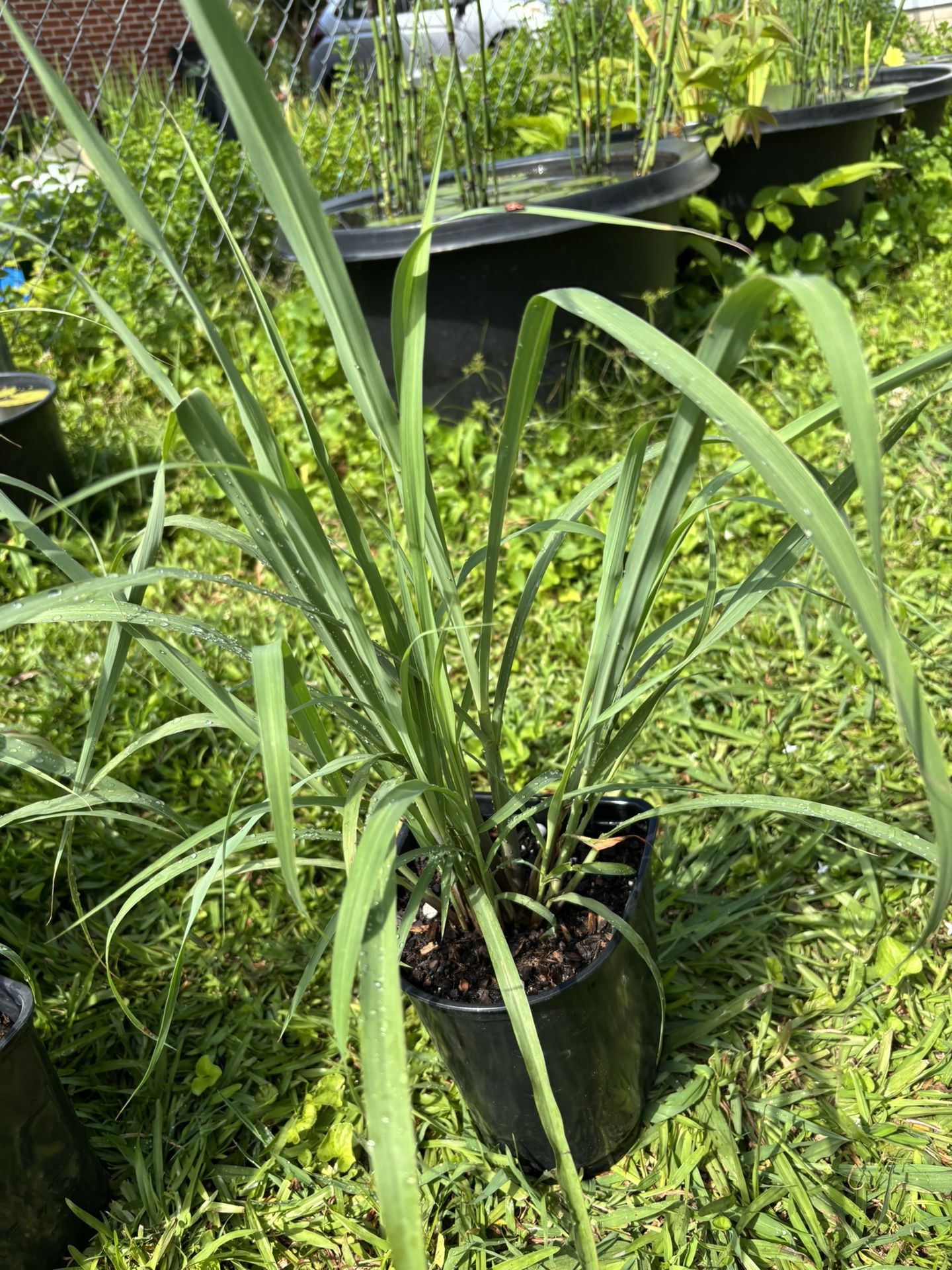 Homegrown Lemongrass Plants For Tea, Cooking, Mosquito Repellent