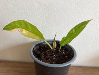 Philodendron ring of fire