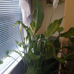 Beautiful Peace lily In Largo Pot Blooms 4 Flowers