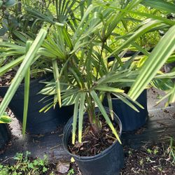 Windmill Palm