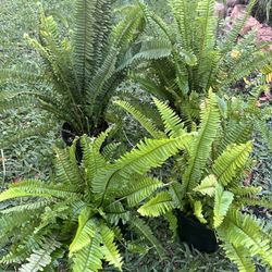 Ferns For Sale