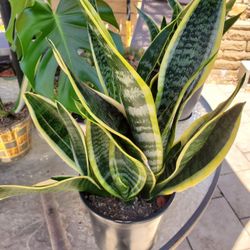 Healthy Rooted Snake Plants In a 6" Pot