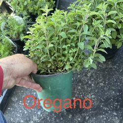 Herbs Oregano,mugwort Mint, Rue