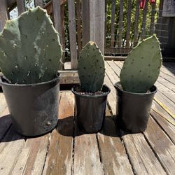 Potted Cactus Plants