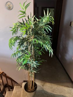 Bamboo Tree