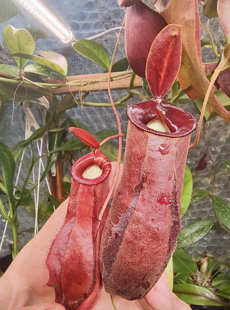 Carnivous Plants