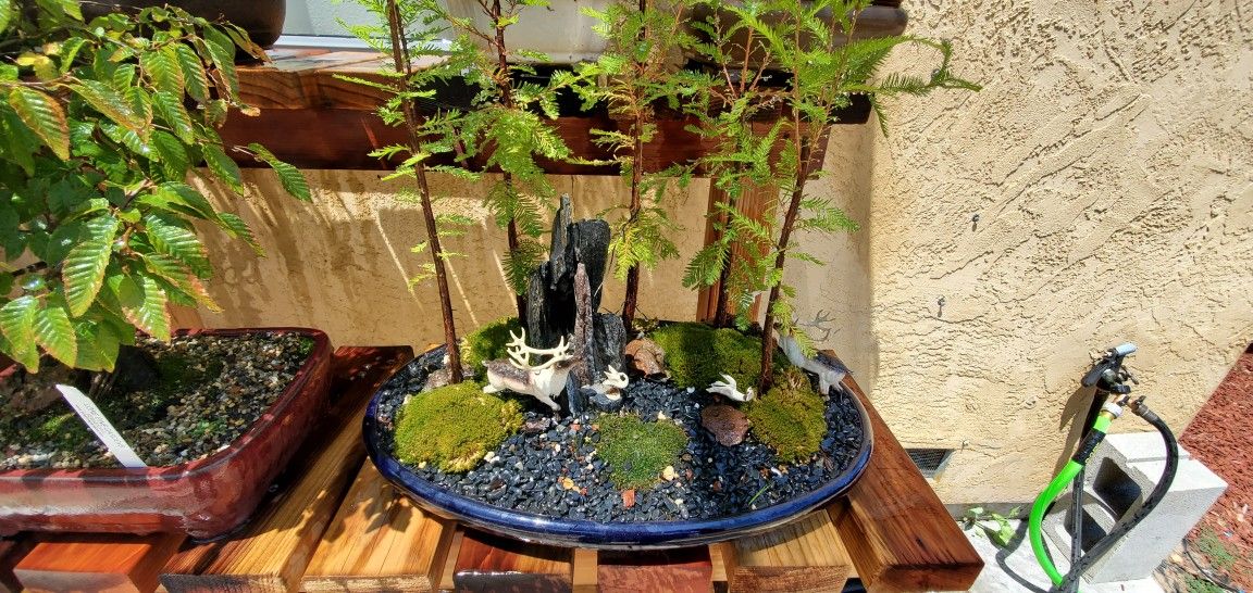 BONSAI FOREST Local pick up only NO shipping
