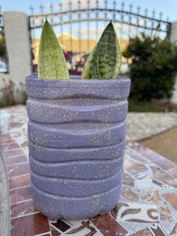 Snake Plant 