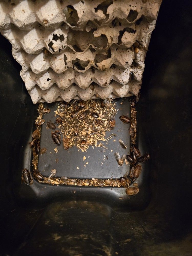 Dubia Roach Colony