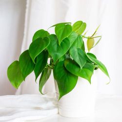 Lush trailing Heartleaf Philodendron plant/ indoor plant/ house plant/ flower patio garden