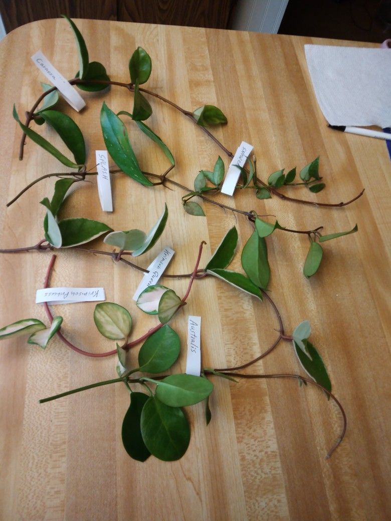 6 -8" Pcs Hoya $25-Ship $3.50-Queen, Princess, Snow Cap, Australis, Carnosa, Splash