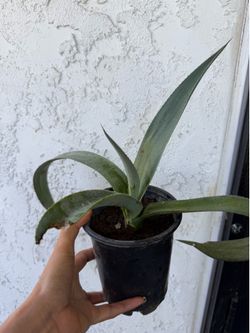 Agave azul en 5” pot