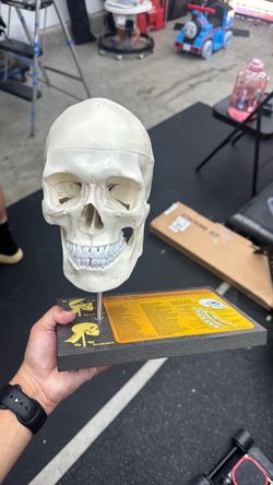 Anotomical Skull