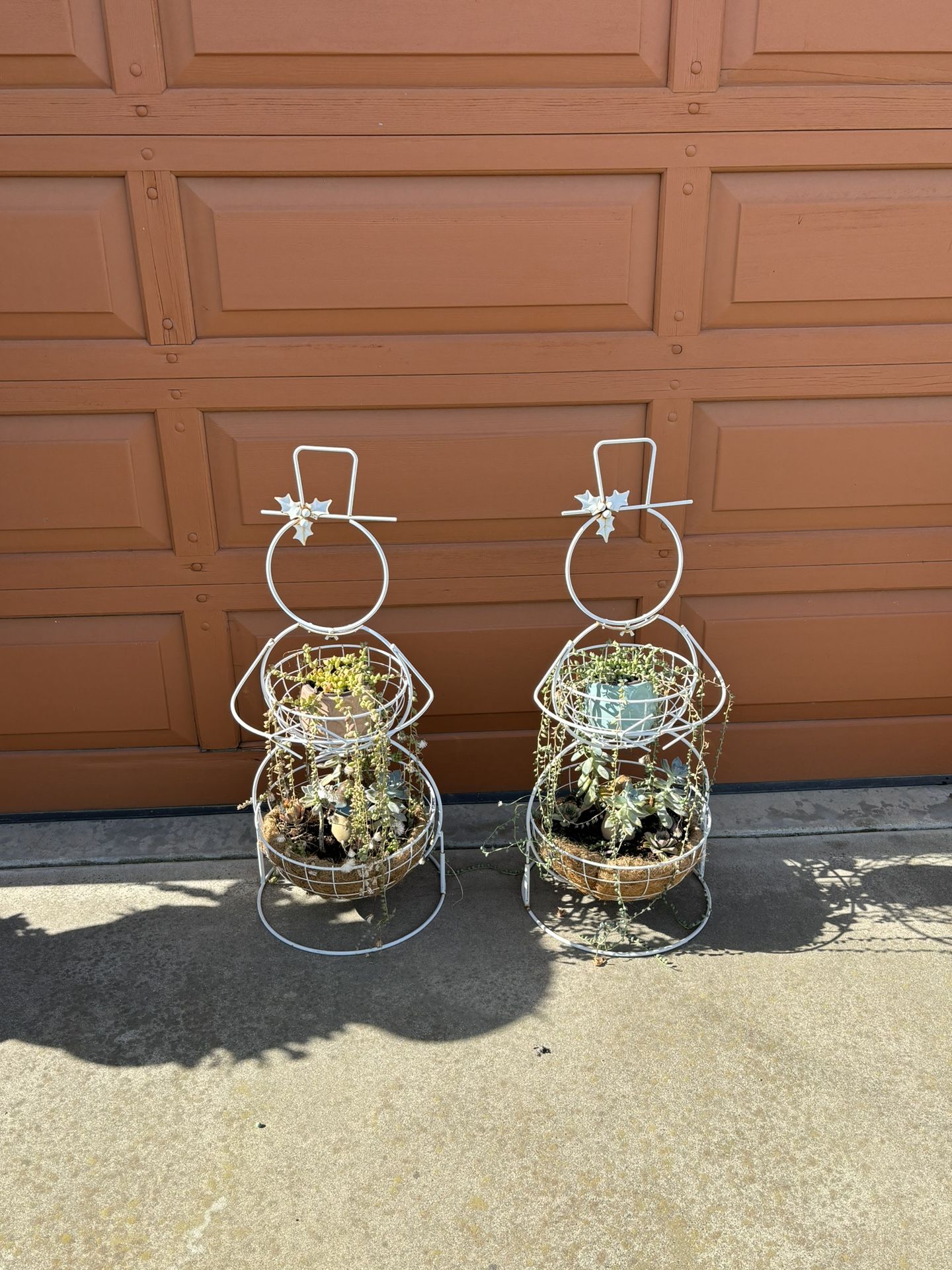 2 Succulent Plants