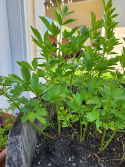 Lovage plant