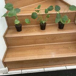 3 of a kind Splitleaf Philodendron