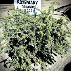 TUSCAN ROSEMARY  ORGANIC 4 gallon pot 