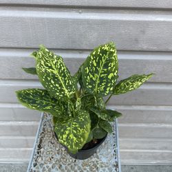 6” Rare Dieffenbachia Reflector